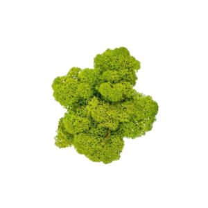 Lichene Muschio Nordico Verde 100gr