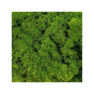 Muschio nordico Lichene stabilizzato Verde prezzo al Kg